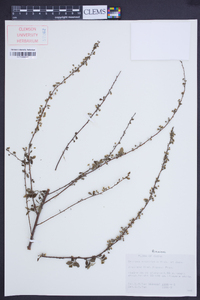 Spiraea prunifolia image