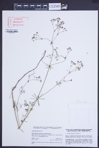 Asperula tinctoria image