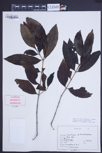 Pyrostria bibracteata image