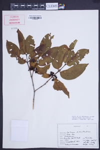 Pyrostria bibracteata image