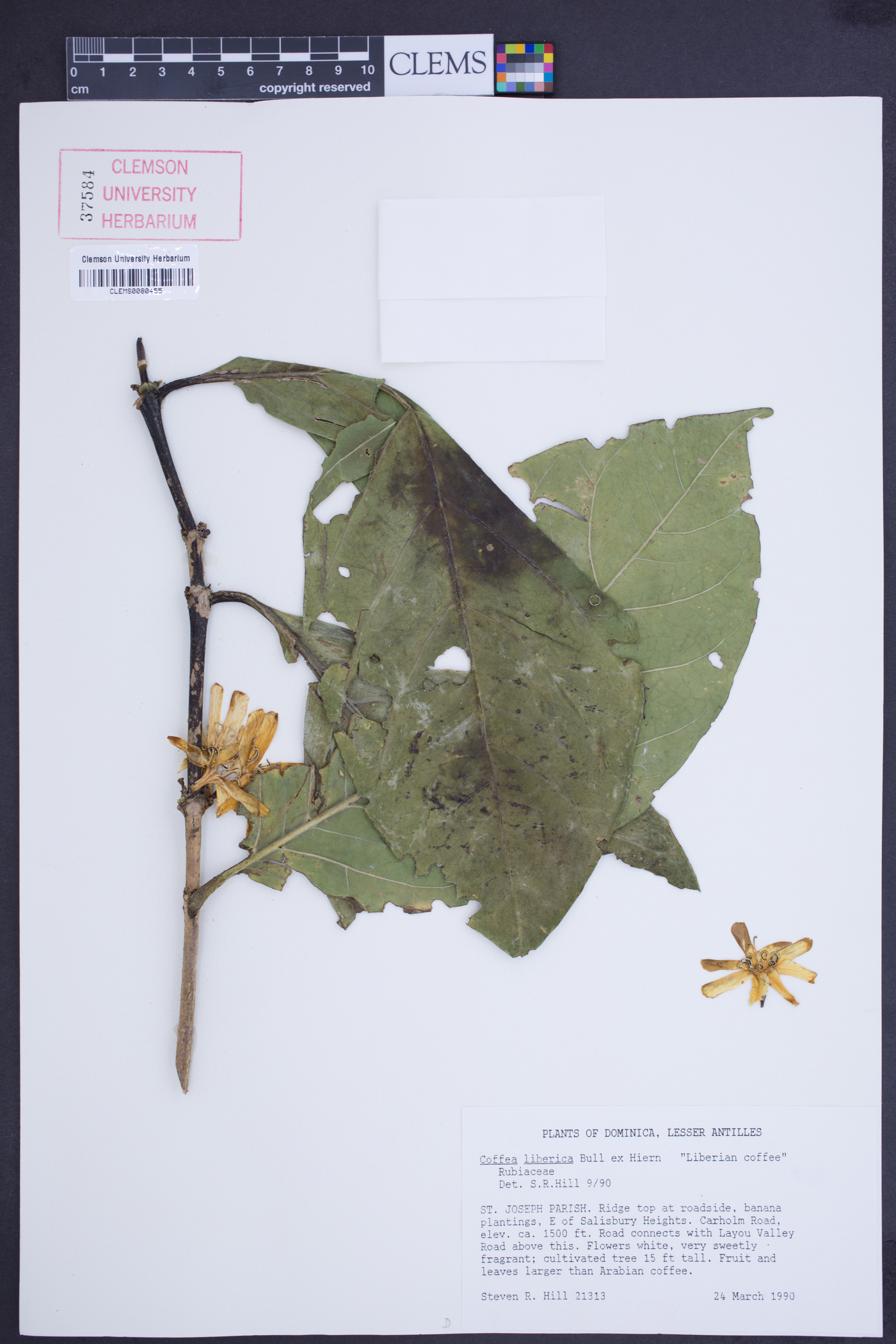 Coffea liberica image