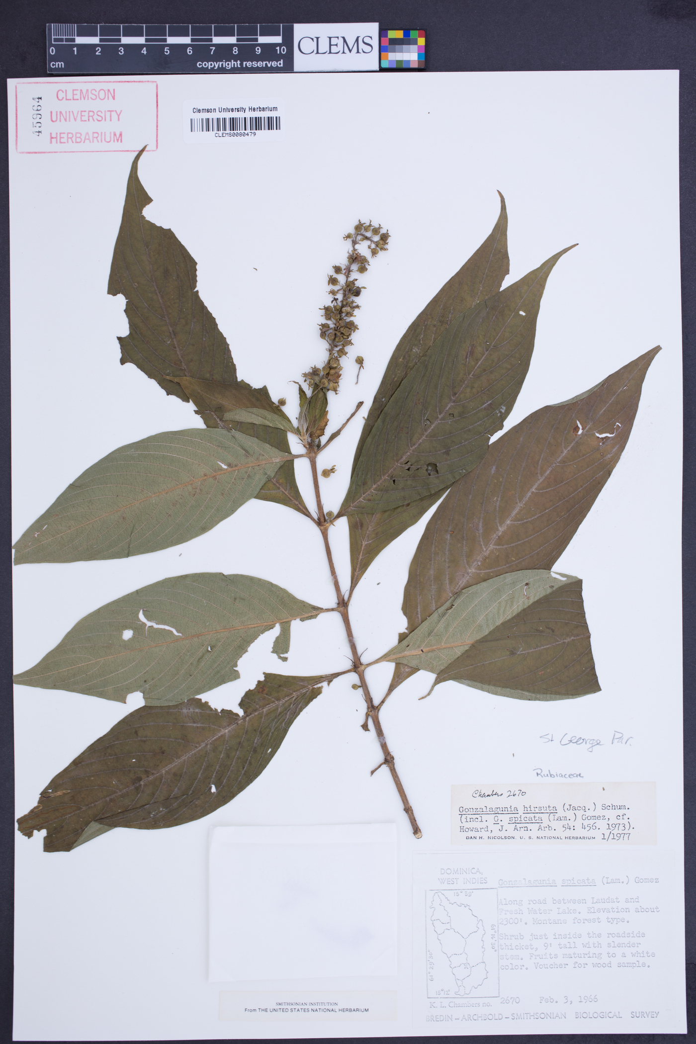 Gonzalagunia hirsuta image