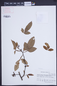 Zanthoxylum armatum image