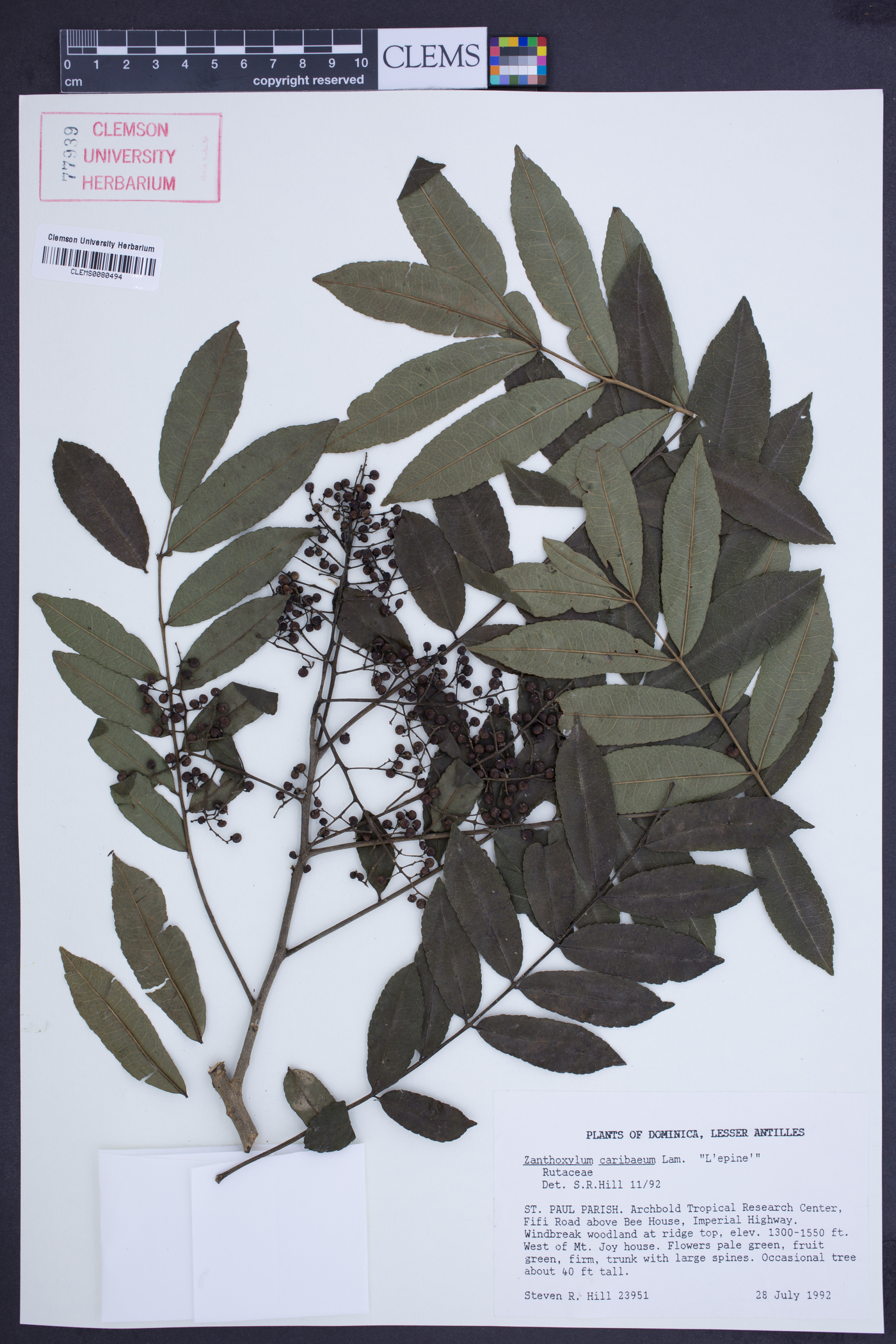 Zanthoxylum caribaeum image