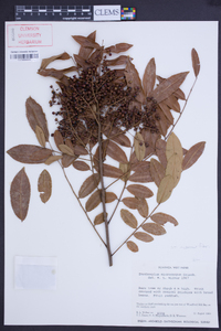Zanthoxylum microcarpum image