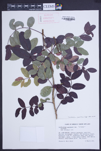 Zanthoxylum punctatum image