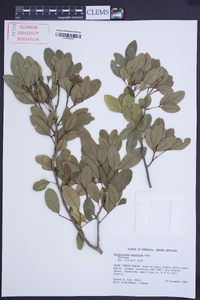 Zanthoxylum punctatum image