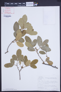 Zanthoxylum punctatum image