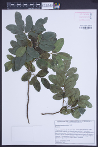 Zanthoxylum punctatum image