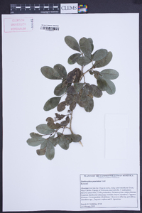 Zanthoxylum punctatum image