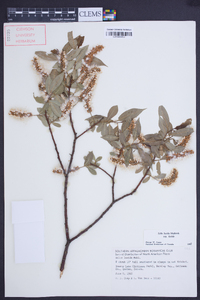 Salix lucida image