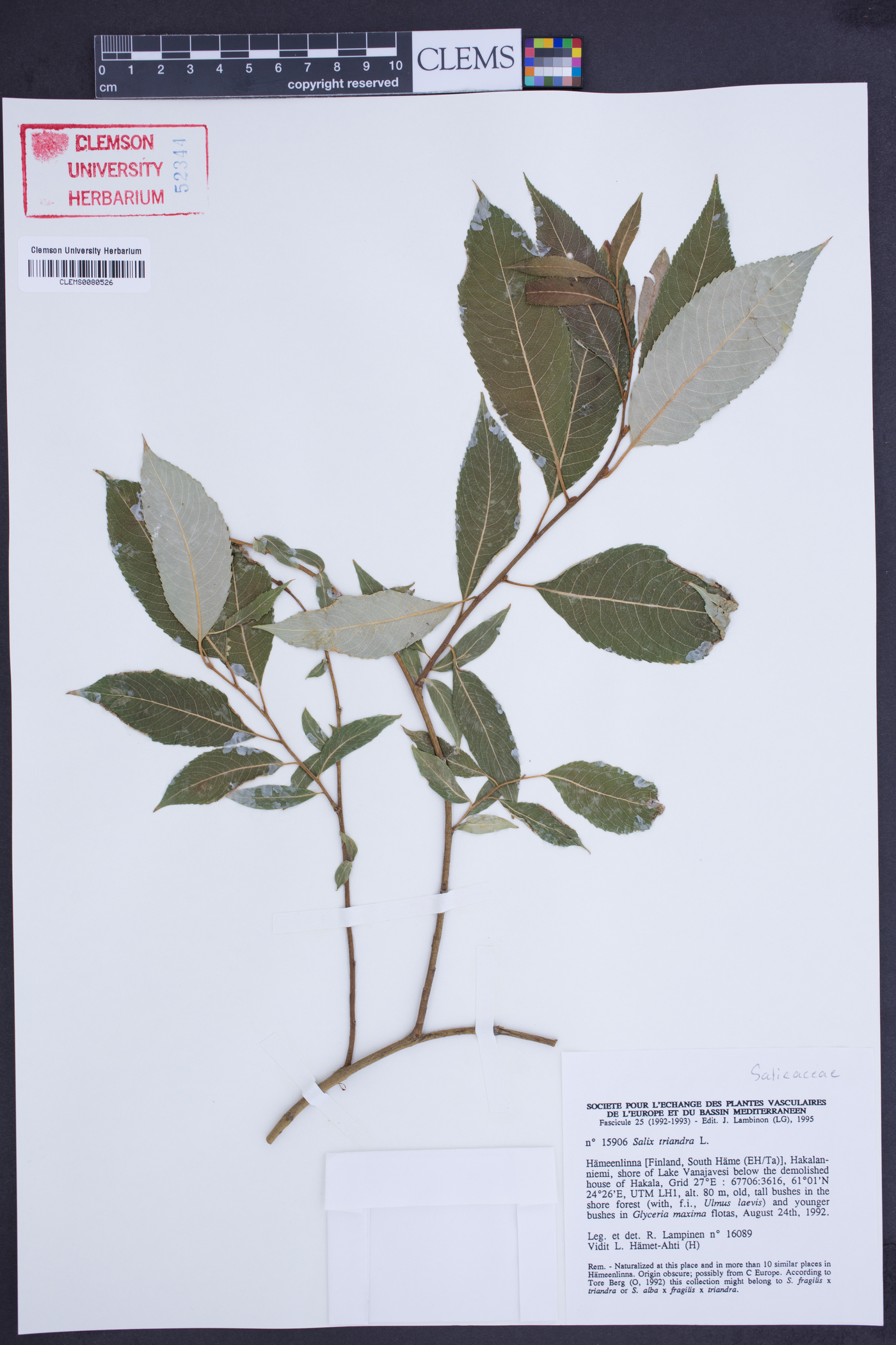 Salix triandra image