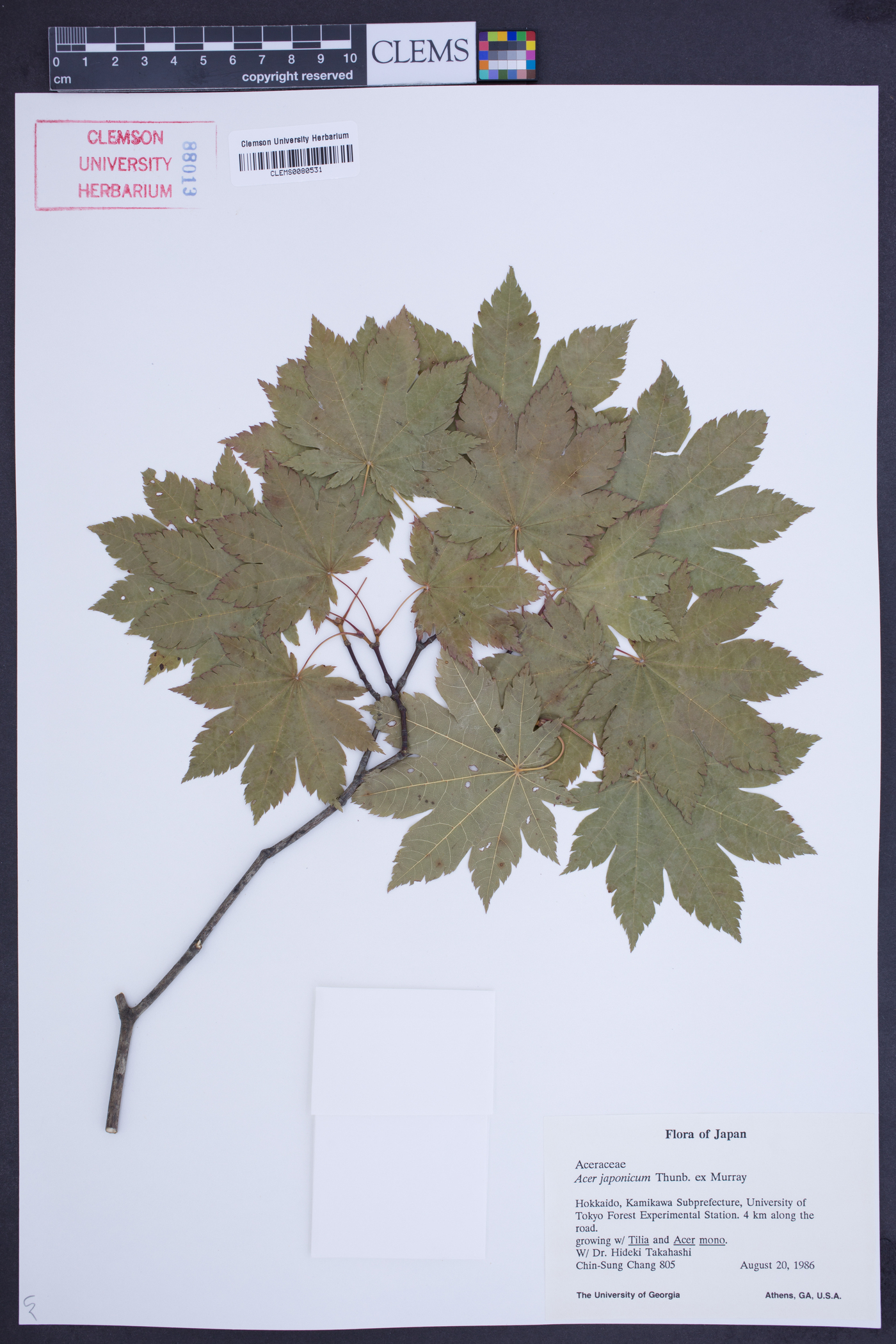 Acer japonicum image