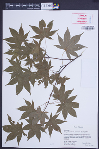 Acer palmatum image