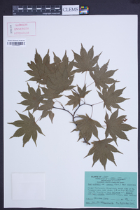 Acer palmatum image