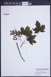 Acer pseudoplatanus image