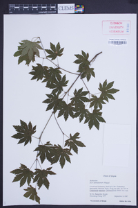 Acer sieboldianum image