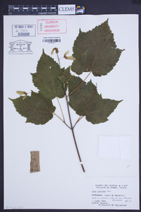 Acer spicatum image