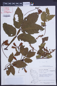 Paullinia pinnata image