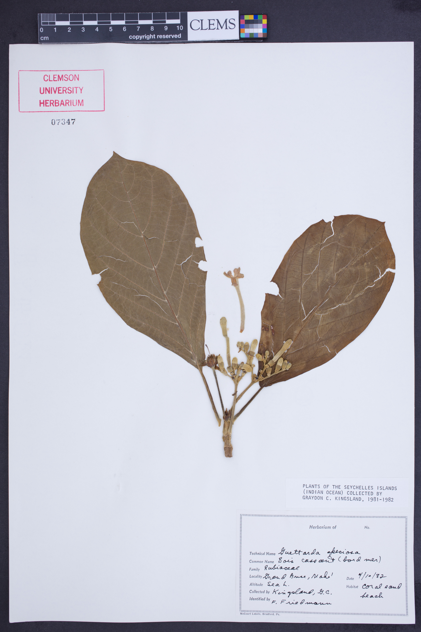 Guettarda speciosa image