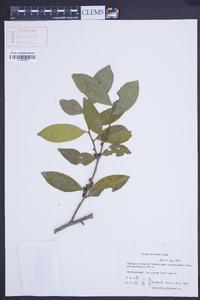 Eurya muricata image
