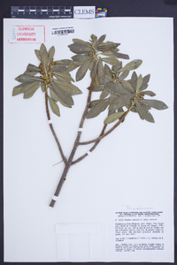 Daphne laureola image