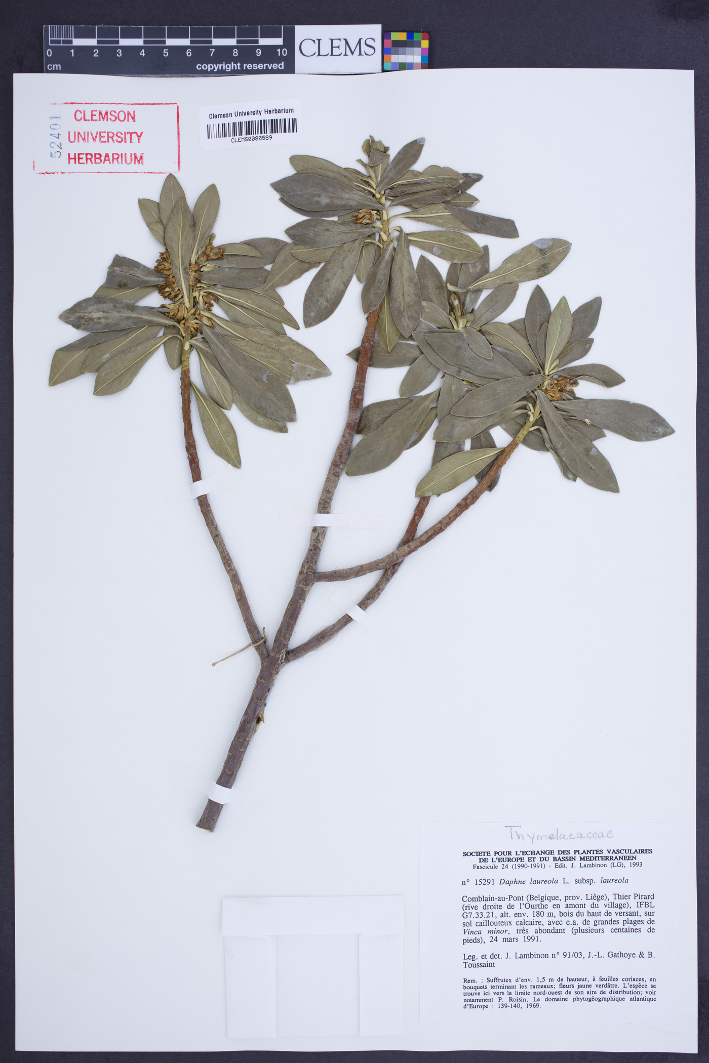 Daphne laureola image