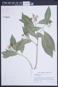 Daphnopsis americana image