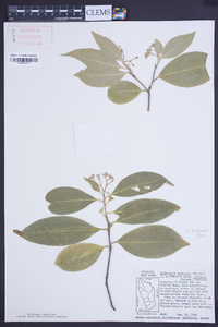 Daphnopsis americana image