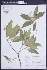 Daphnopsis americana image