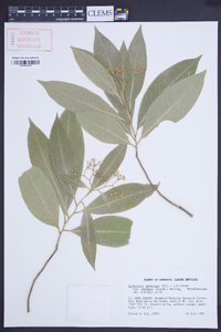 Daphnopsis americana image