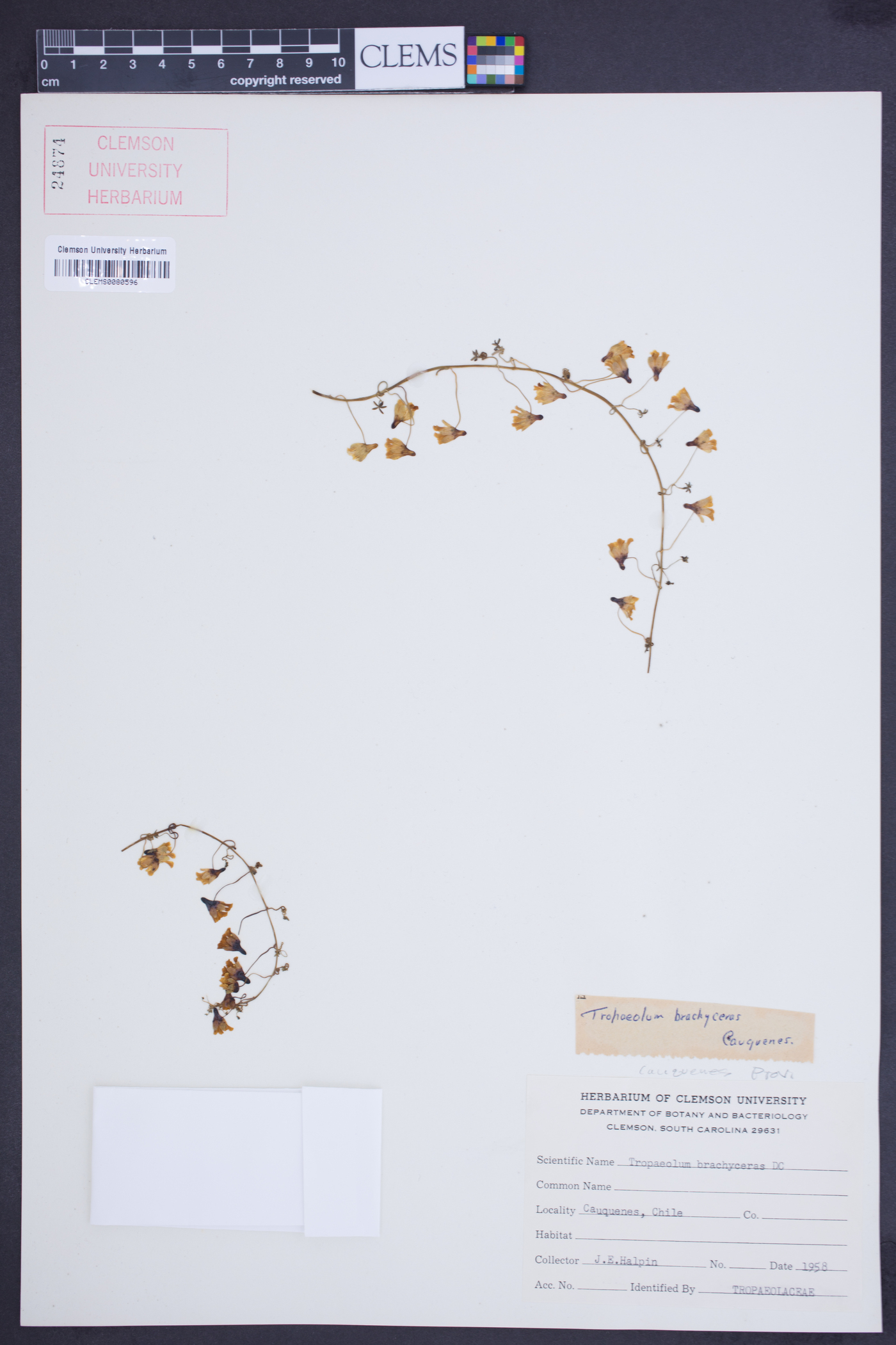 Tropaeolum brachyceras image