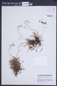 Saxifraga fragosoi image