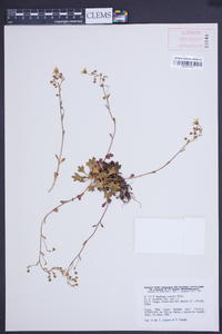 Saxifraga cuneifolia image