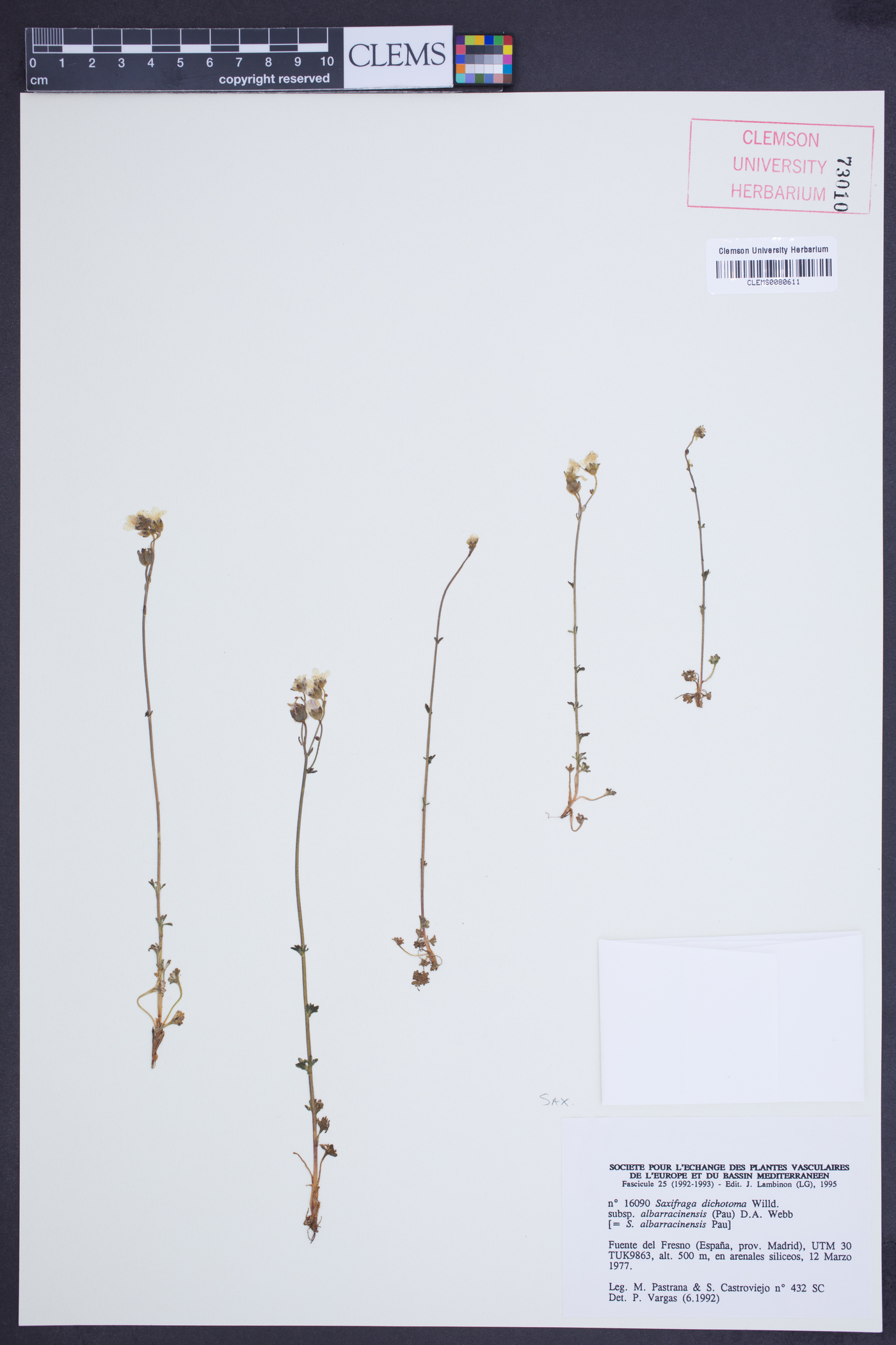 Saxifraga dichotoma subsp. albarracinensis image