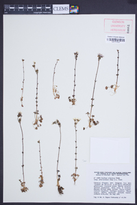 Saxifraga dichotoma subsp. albarracinensis image