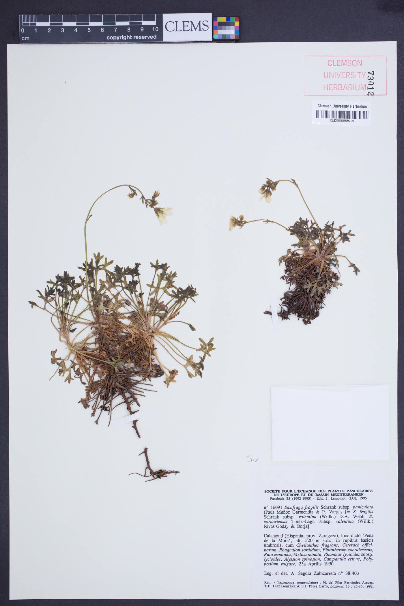 Saxifraga cuneata image