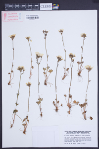 Saxifraga granulata image