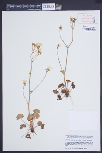 Saxifraga granulata image