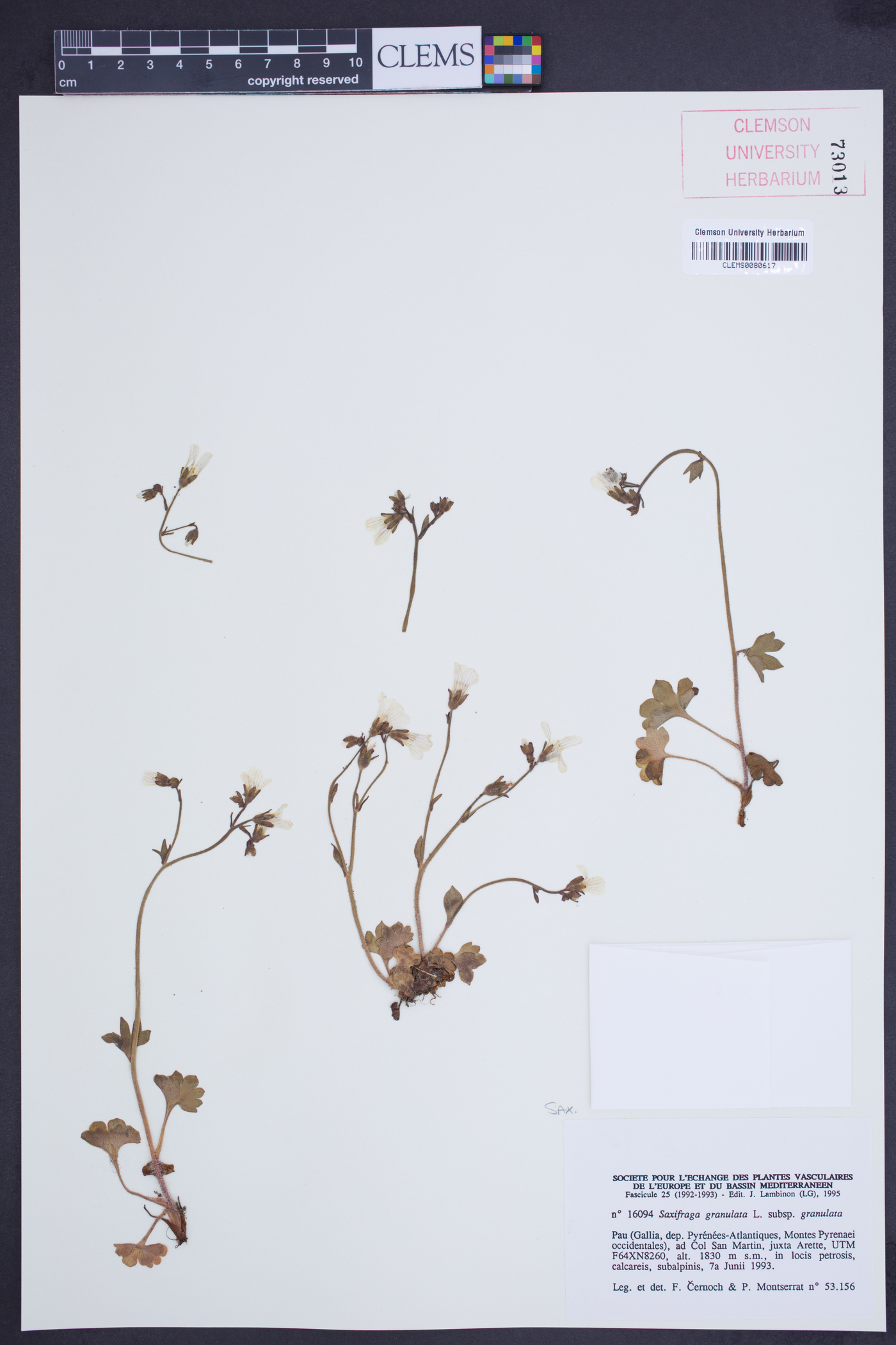 Saxifraga granulata image