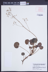 Saxifraga hirsuta image