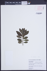 Capraria biflora image