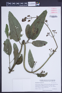 Scrophularia aquatica image