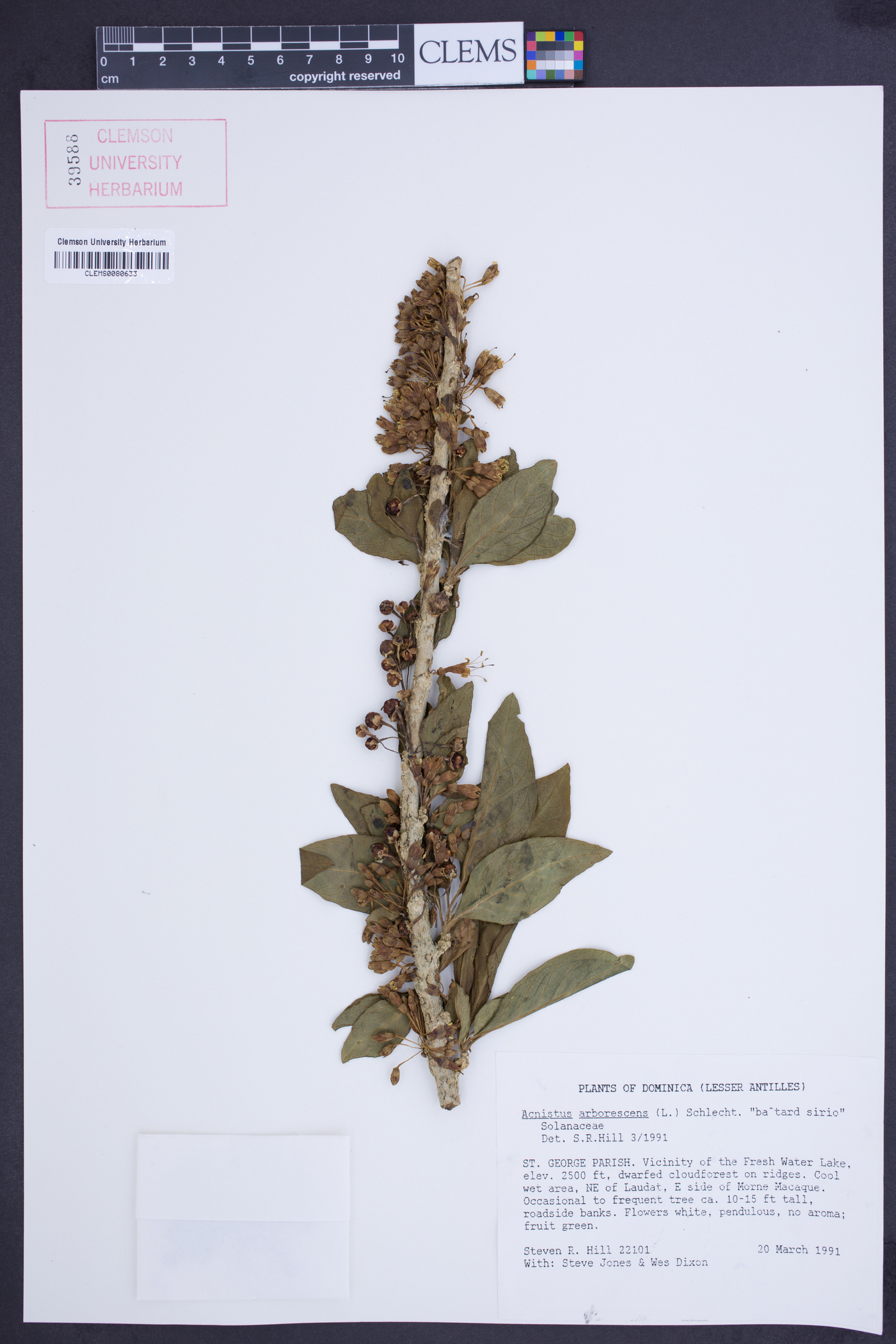 Acnistus arborescens image