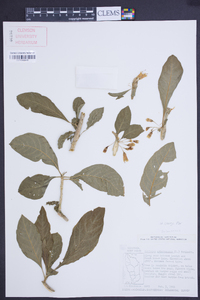 Acnistus arborescens image