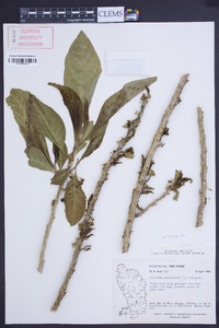 Acnistus arborescens image