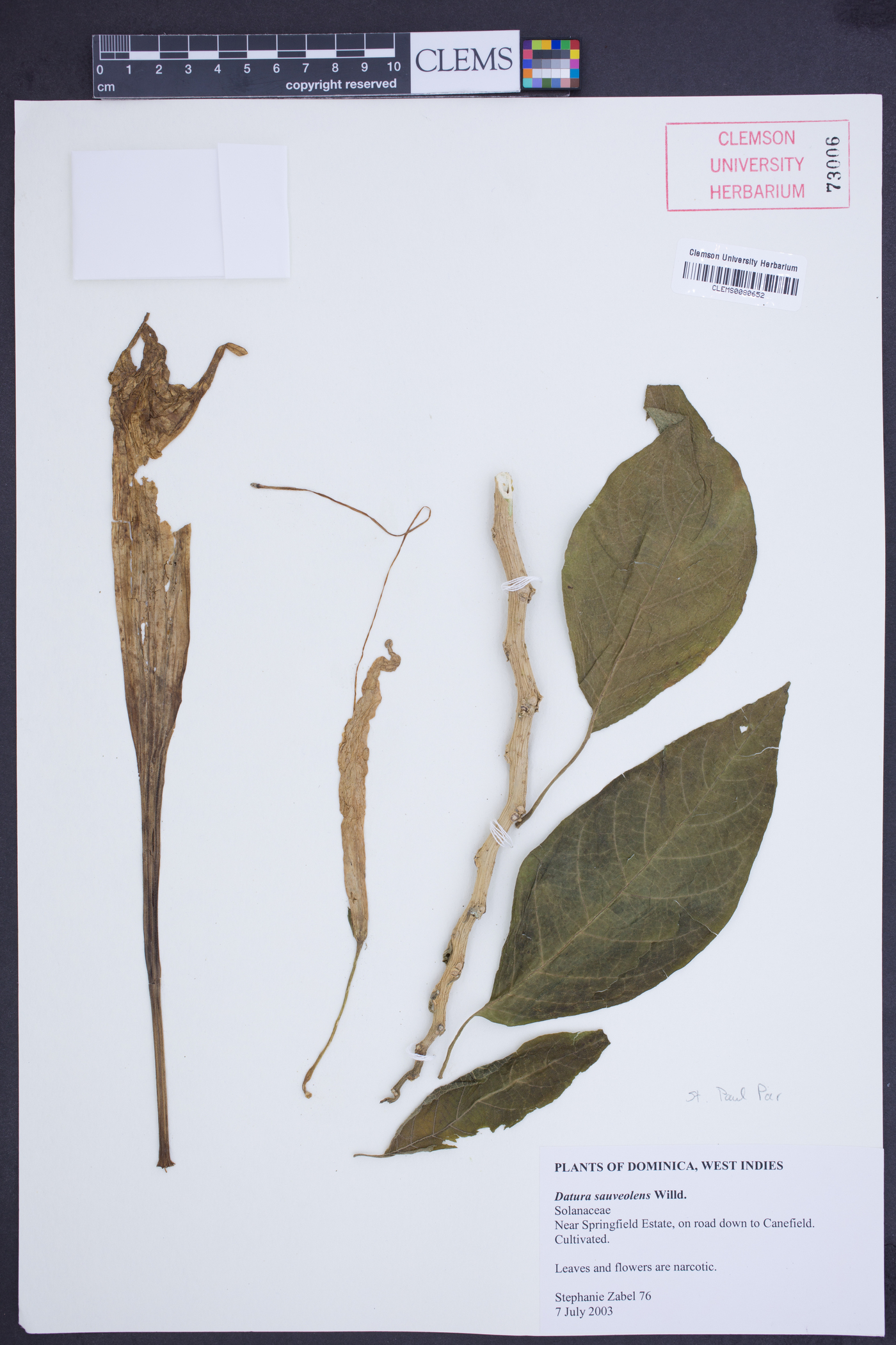 Datura suaveolens image