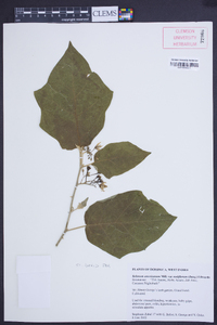 Solanum americanum image