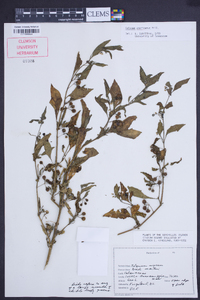 Solanum americanum image