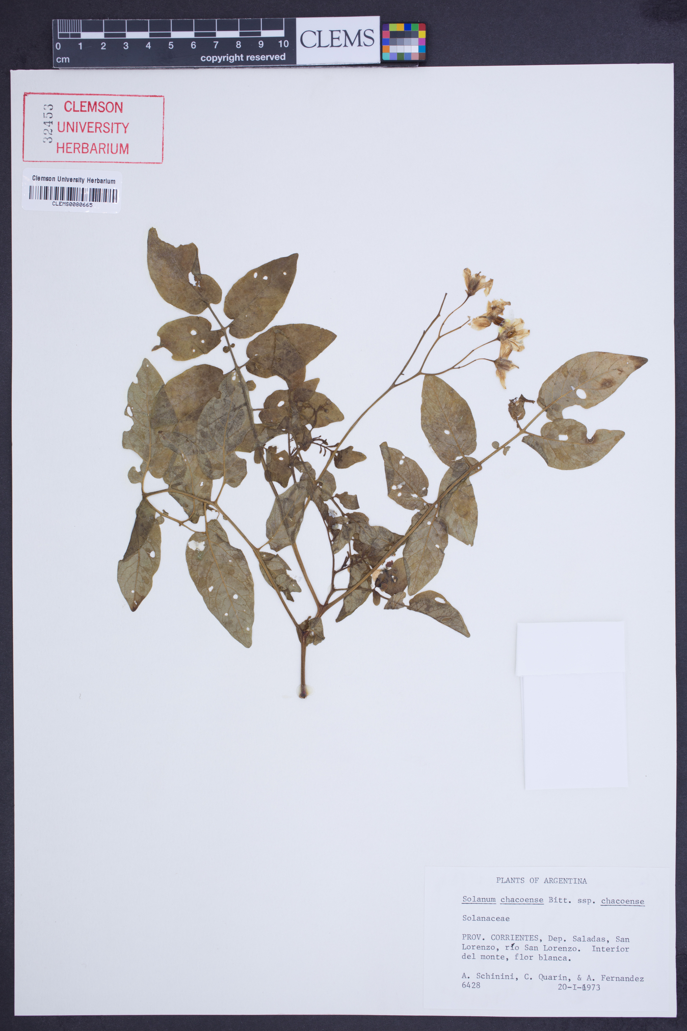 Solanum chacoense image